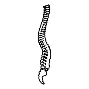Spinal vertebral column spine backbone contour outline icon black color vector illustration flat style image
