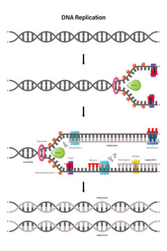 The diagram shows the DNA replication steps from start to finish.