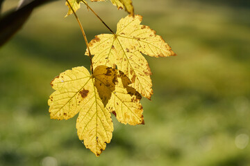 Leaves of a sycamore maple (Acer pseudoplatanus) with yellow autumn color in a park in October