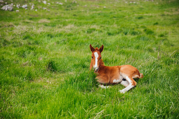 small horse stallion lies in the green grass