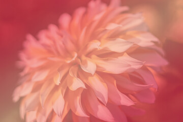 Unfocused blurred decorative Dahlia petals  Close up from the side. October morning. Artistic. The concept of flowering autumn. Image is suitable for cards, banners. Textures, abstract.