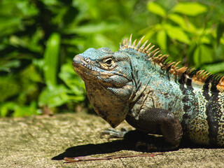 Iguana in Costa Rica