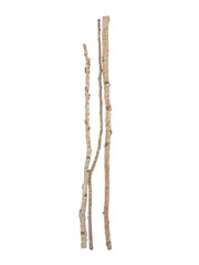 Birch Sticks Watercolor Painting on Isolated White Background