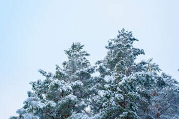panorama view of the winter forest of pine and spruce in the snow on the branches. landscape.