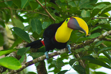 Toucan on the tree in the Jungle in Costa Rica