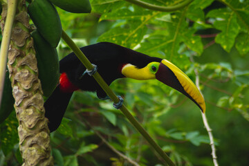 Toucan on the tree in the Jungle in Costa Rica