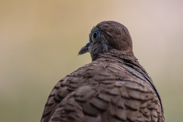 Portrait of a Zebra dove bird from South East of Asia