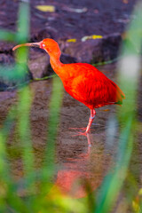 scarlet ibis bird