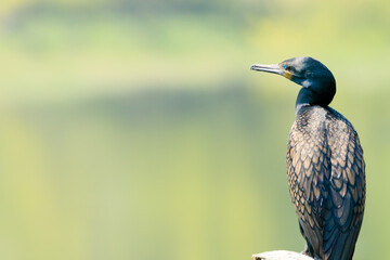 Indian cormorant perching in the sun