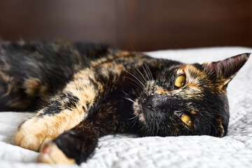 Close up portrait of young tortoiseshell cat lying on the gray blancket in the bedroom. Concept of beautiful pet.