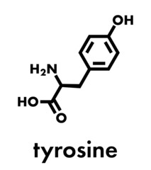 Tyrosine (l-tyrosine, Tyr, Y) amino acid molecule. Skeletal formula.
