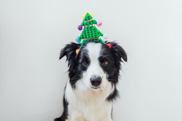 Funny portrait of cute smiling puppy dog border collie wearing Christmas costume green Christmas tree hat isolated on white background. Preparation for holiday. Happy Merry Christmas concept