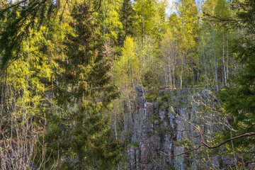 Spruce tree in a budding forest at a rock face