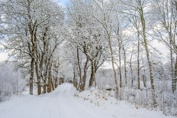 Winter road with frosty trees