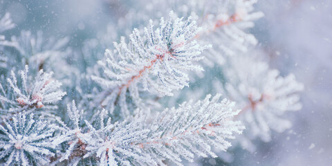 Fir-tree Branch Covered with Frost. Christmas Card with Winter Background.
