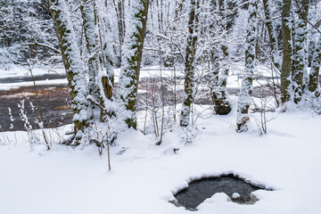 Water puddle in the ice by the trees