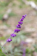 チャパラルセージ