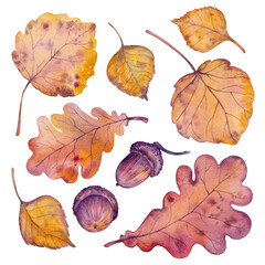 Set of autumn oak and aspen leaves