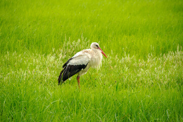 Stork in a spring field.
