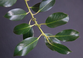 Branch of Christmas holly,  Ilex aquifoliumon grey background 