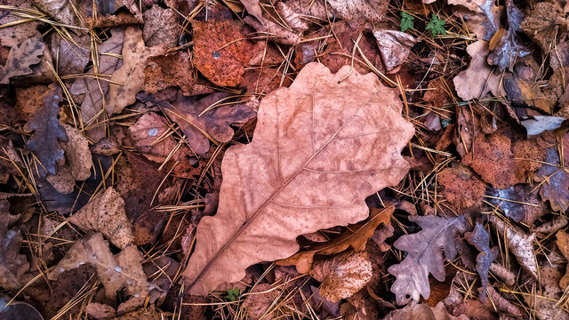 Autumn background of dry brown leaves lying on wet damp ground.