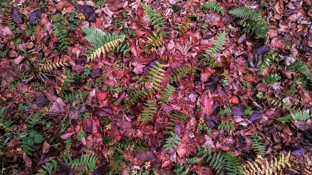 Fern and dry leaves.Autumn natural colors in a pine forest. Autumn time, seasons change concept.