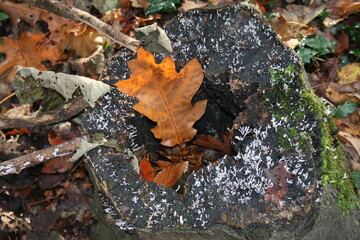 autumn in the dutch forest close up