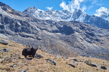 Yak, Renjo La pass trail, Khumbu Valley, Nepal