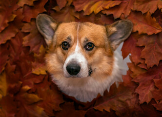 portrait of a corgi dog surrounded by autumn bright leaves
