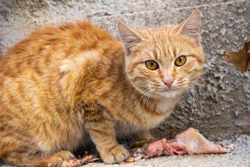 Stray cat eating raw meat.