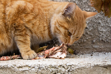 Stray cat eating raw meat.