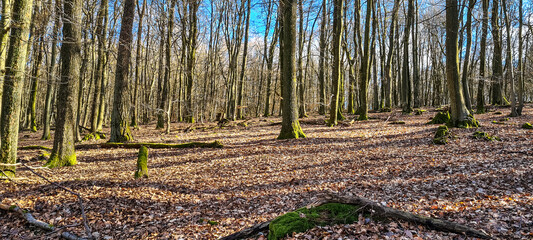 Herbst und Sonne im Wald