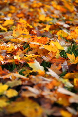 Autumn colour in UK