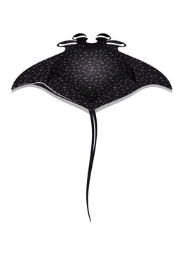 Mantarochen faszinierender Meeresbewohner