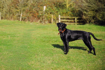 Black labrador retriever in English countryside