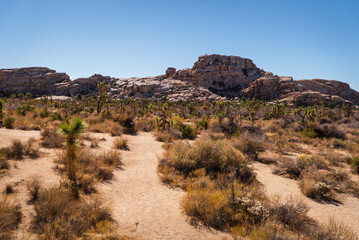 Joshua Tree National Park