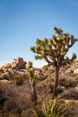 Joshua Tree National Park