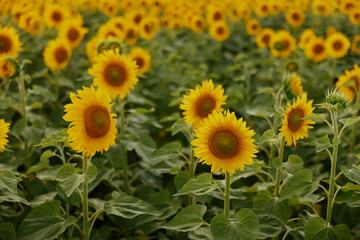 Sunflower natural background against a blue sky plantation unaltered