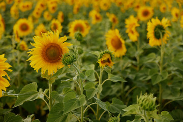 Fototapeta premium Sunflower natural background a beautiful landscape plantation unaltered