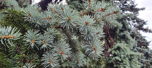 Scenic view of branches of a fir tree closeup. Fir needles background. Trees in the forest.  Close up of a needles. Macro view of spruce needles. Pine needles and moss