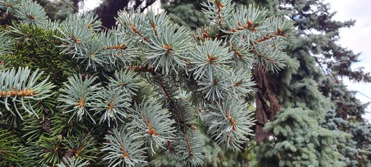 Scenic view of branches of a fir tree closeup. Fir needles background. Trees in the forest.  Close up of a needles. Macro view of spruce needles. Pine needles and moss