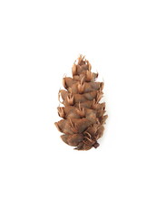 Cone of Douglas fir,  Pseudotsuga menziesii (British Columbian pine, Puget Sound pine, Douglas spruce, Oregon pine) on white  background