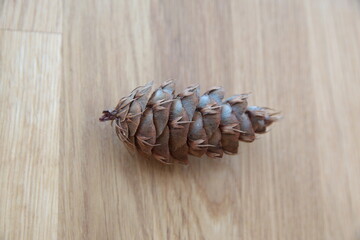 Cone of Douglas fir,  Pseudotsuga menziesii (British Columbian pine, Puget Sound pine, Douglas...