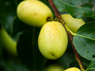 Close up of Fruits of a jujube tree in growing