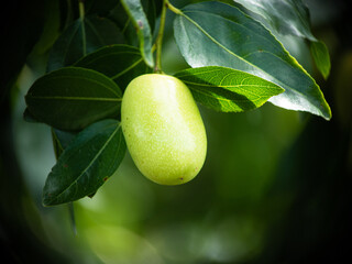 Close up of Fruits of a jujube tree in growing