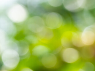  Beautiful nature, blurred green background, round bokeh