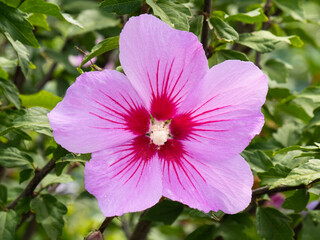 The beautiful rose of sharon Hibiscus