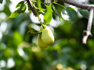 Growing JuJube on a tree in South Korea