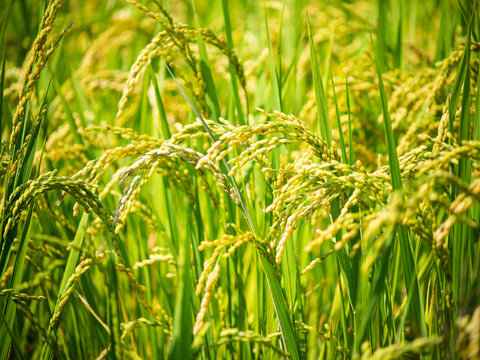 Rice in the field ripening abundantly white rice