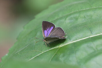 Blauer Eichen-Zipfelfalter - Purple hairstreak